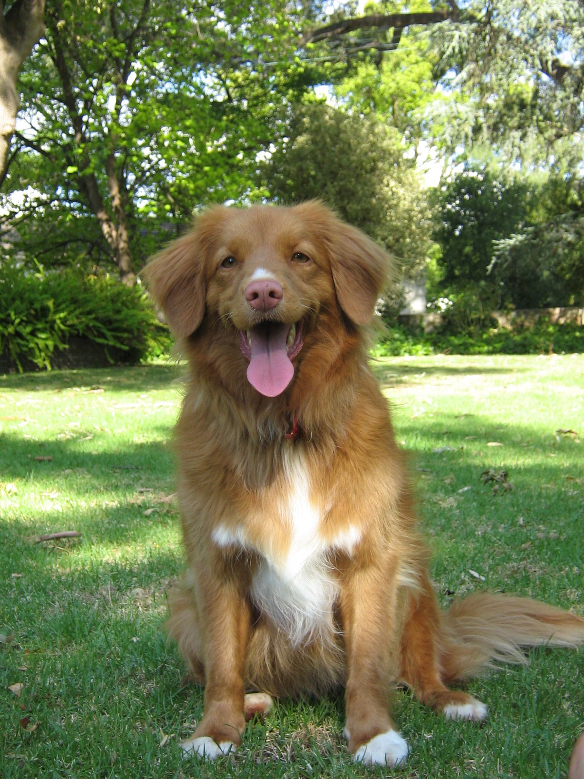 A female Nova Scotia Duck Tolling Retriever sitting outdoors