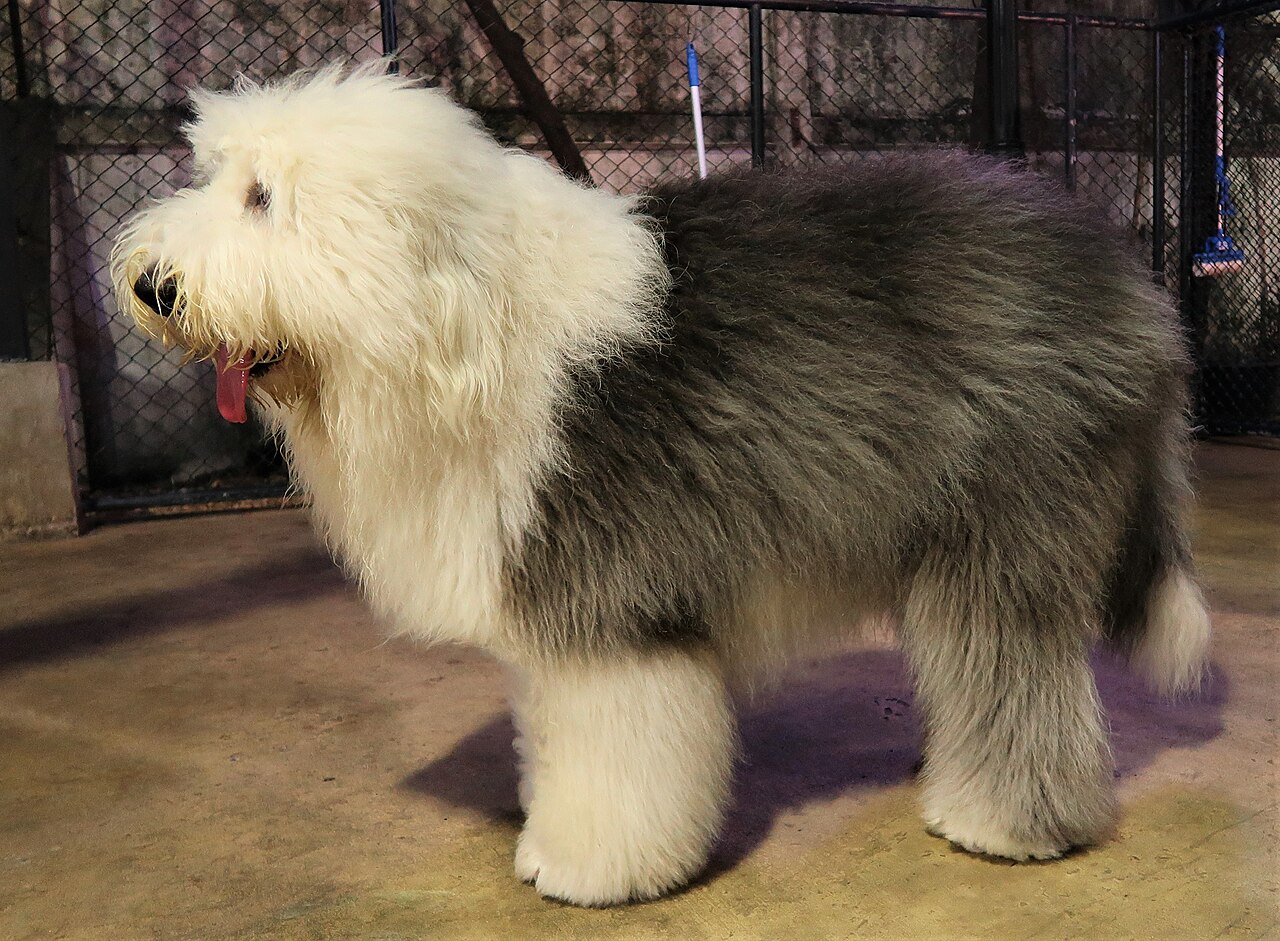 A real Old English Sheepdog