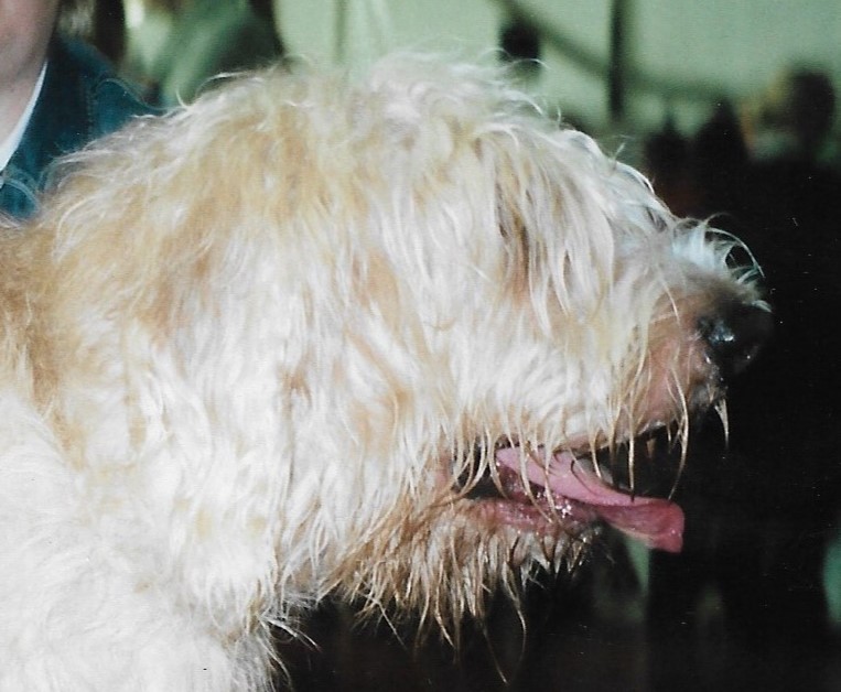 A real Otterhound