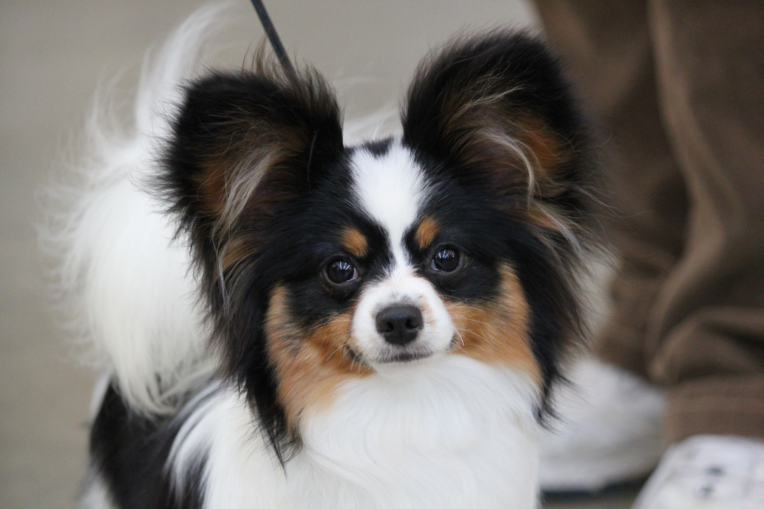 A real Papillon at a dog show
