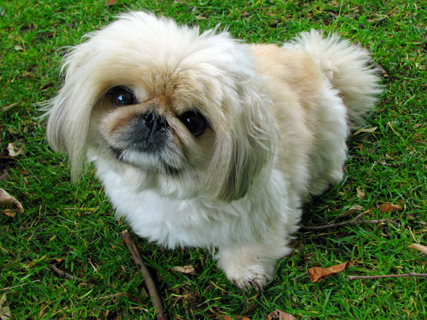 A real Pekingese