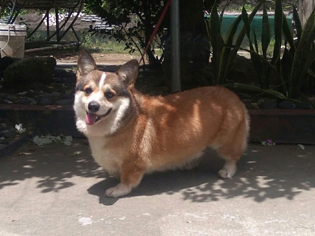 A real Pembroke Welsh Corgi