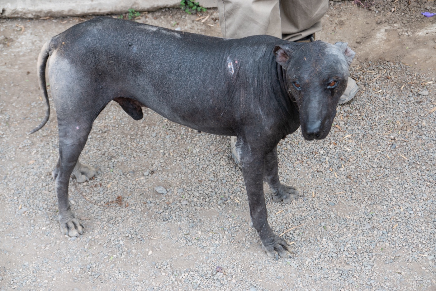 A real Peruvian Hairless Dog