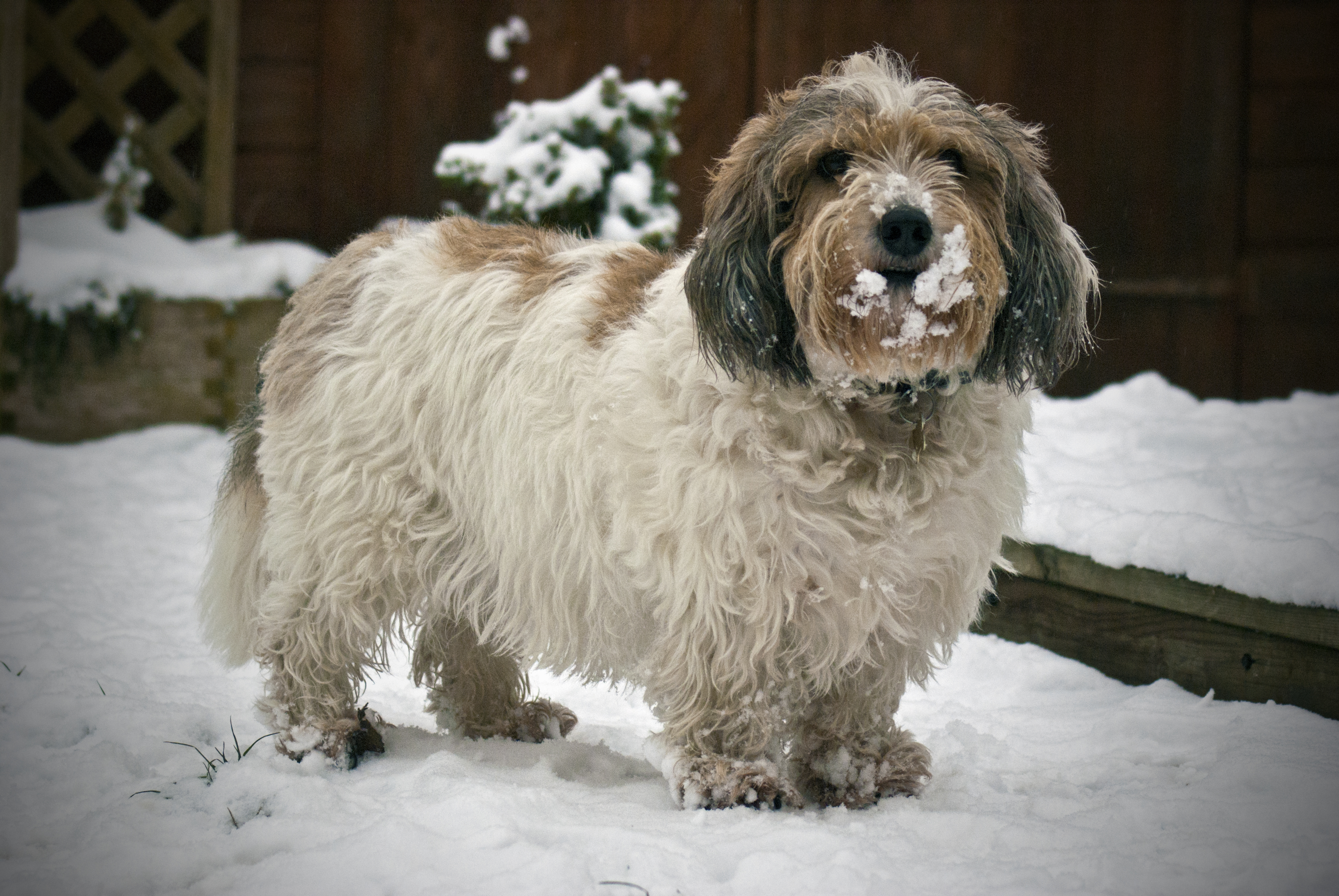 A real Petit Basset Griffon Vendeen in snow