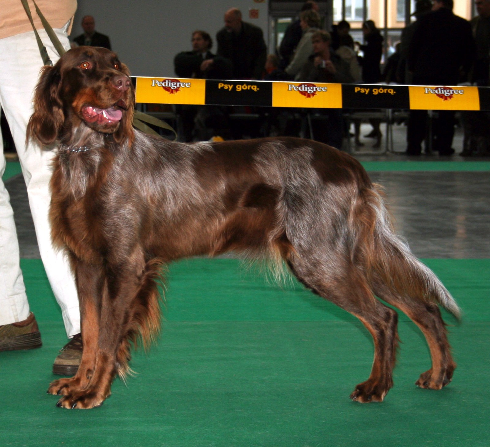 A real brown-and-grey Picardy Spaniel standing outdoors