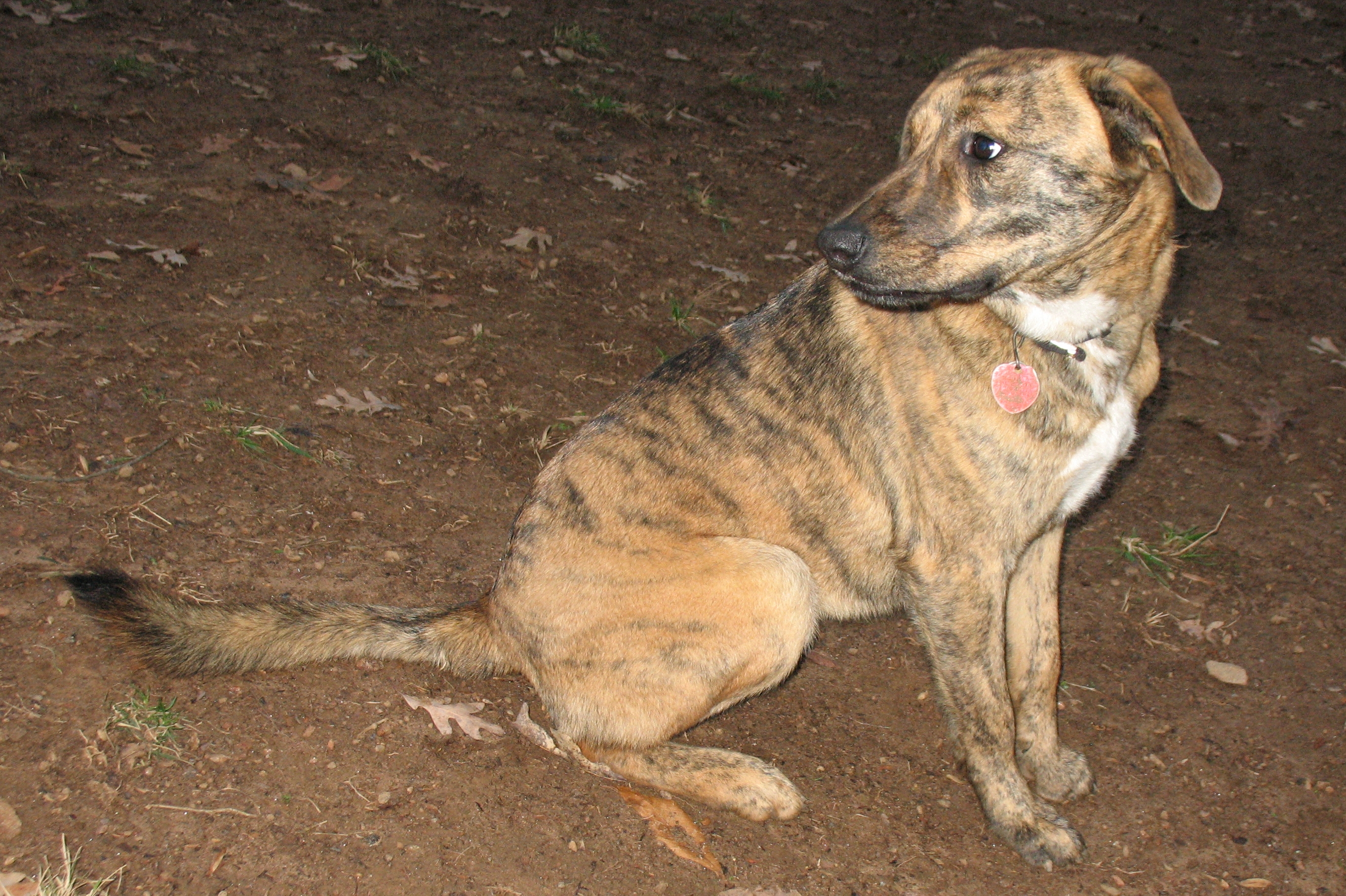 A real brindle Plott Hound outdoors