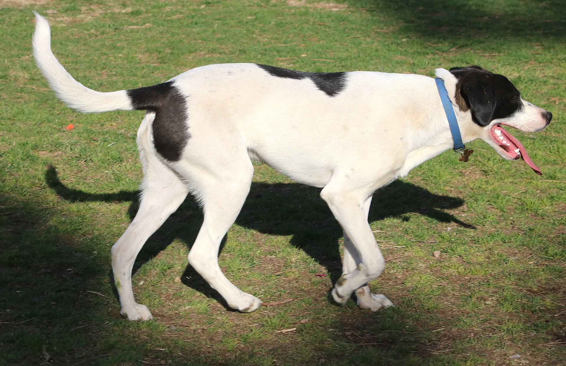 A real Pointer