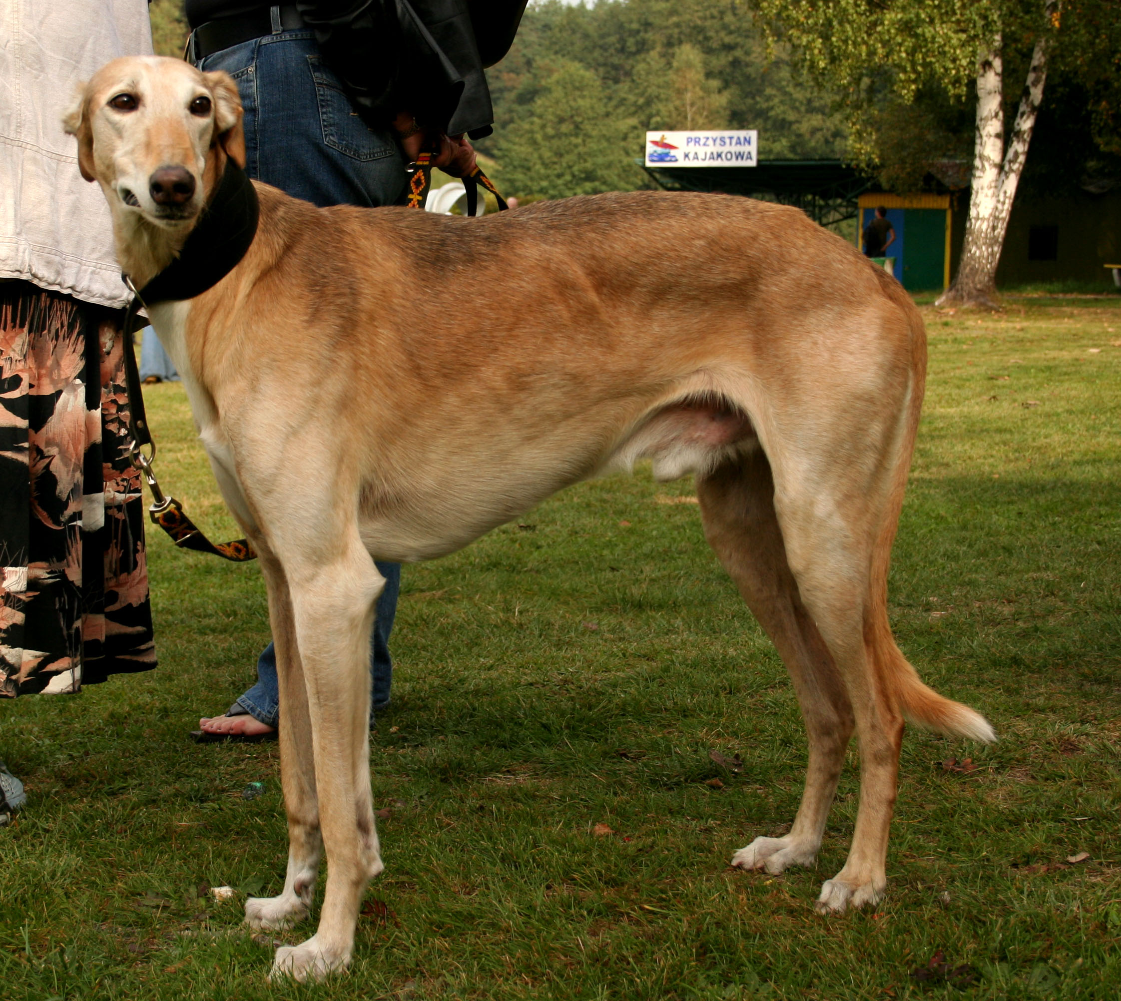 A real Polish Greyhound at a dog show