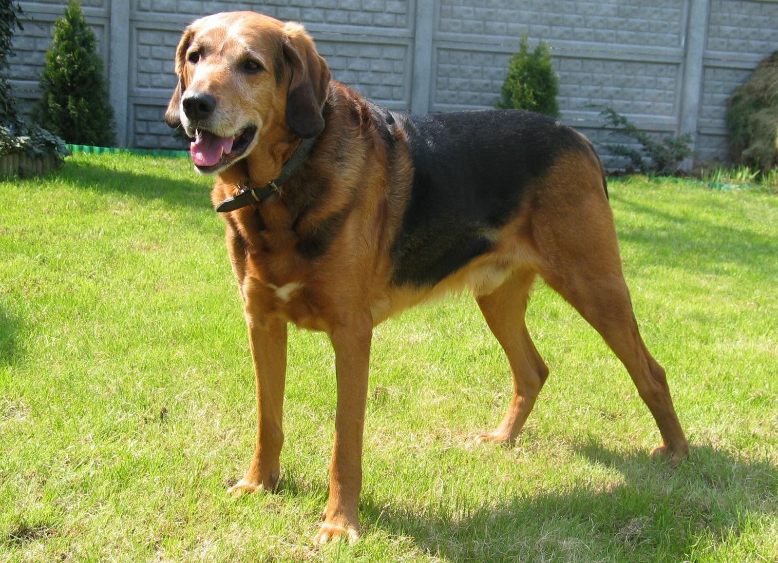 A real black-and-tan Polish Hound
