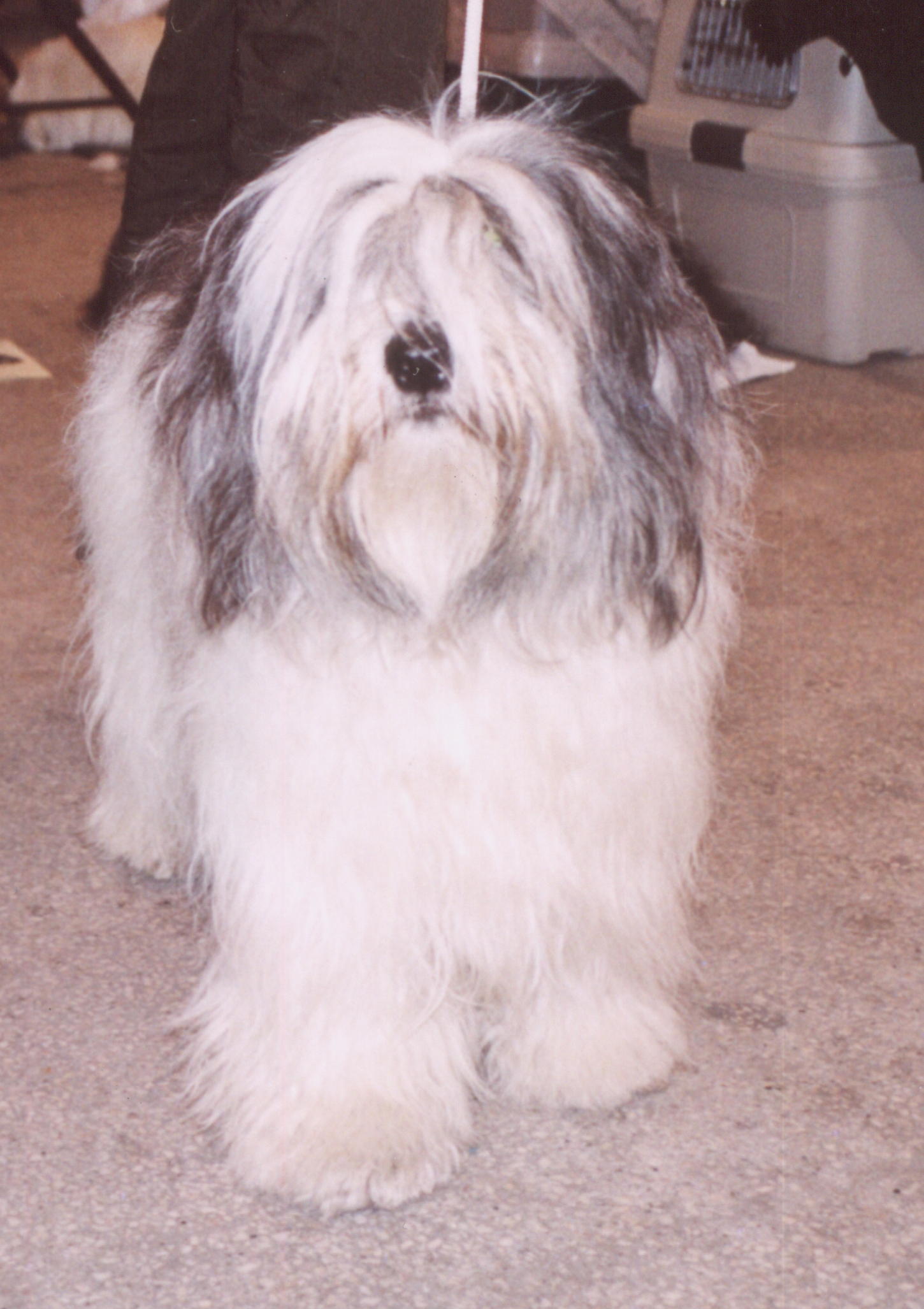 A real Polish Lowland Sheepdog