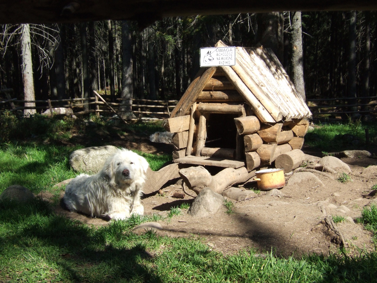 A real Polish Tatra Sheepdog in the Tatra Mountains