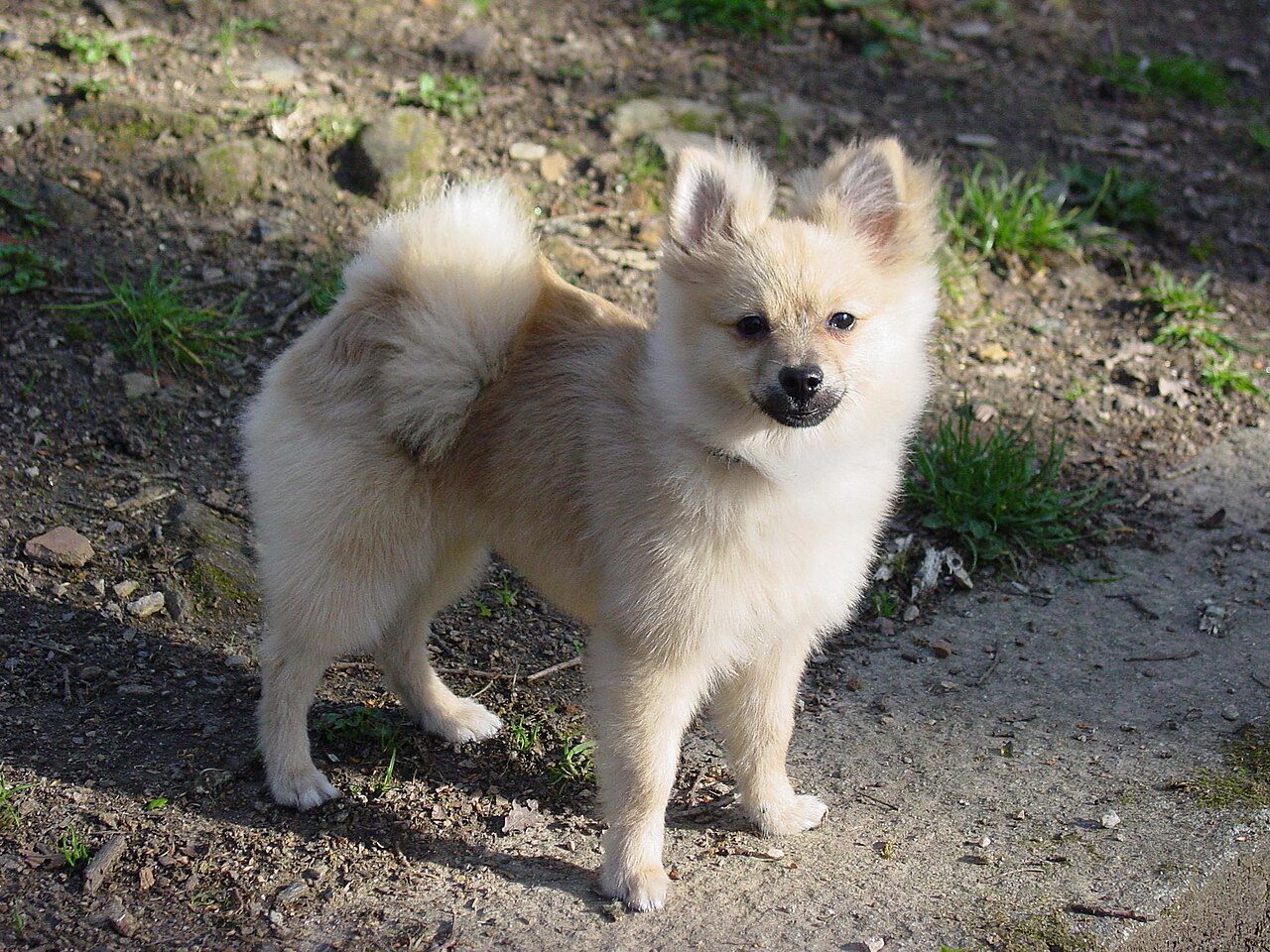 A real Pomeranian