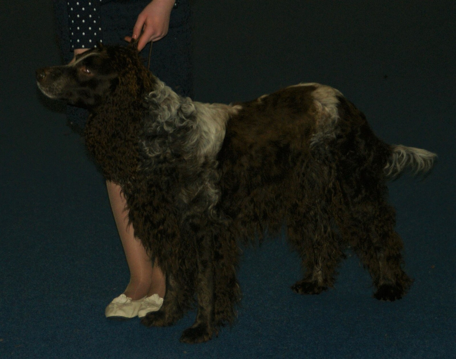 A real brown-and-white Pont-Audemer Spaniel