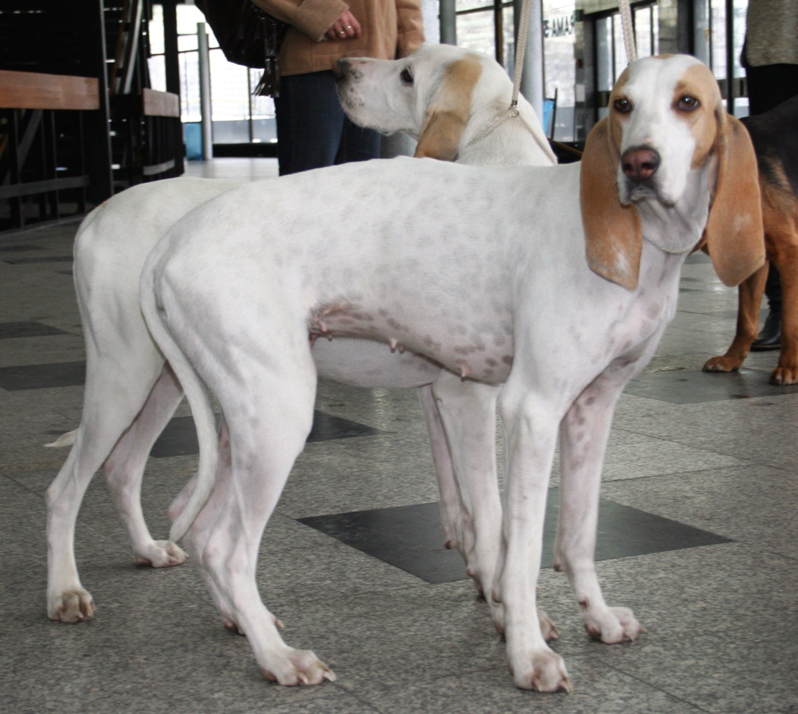 A real white-and-orange Porcelaine hound standing outdoors
