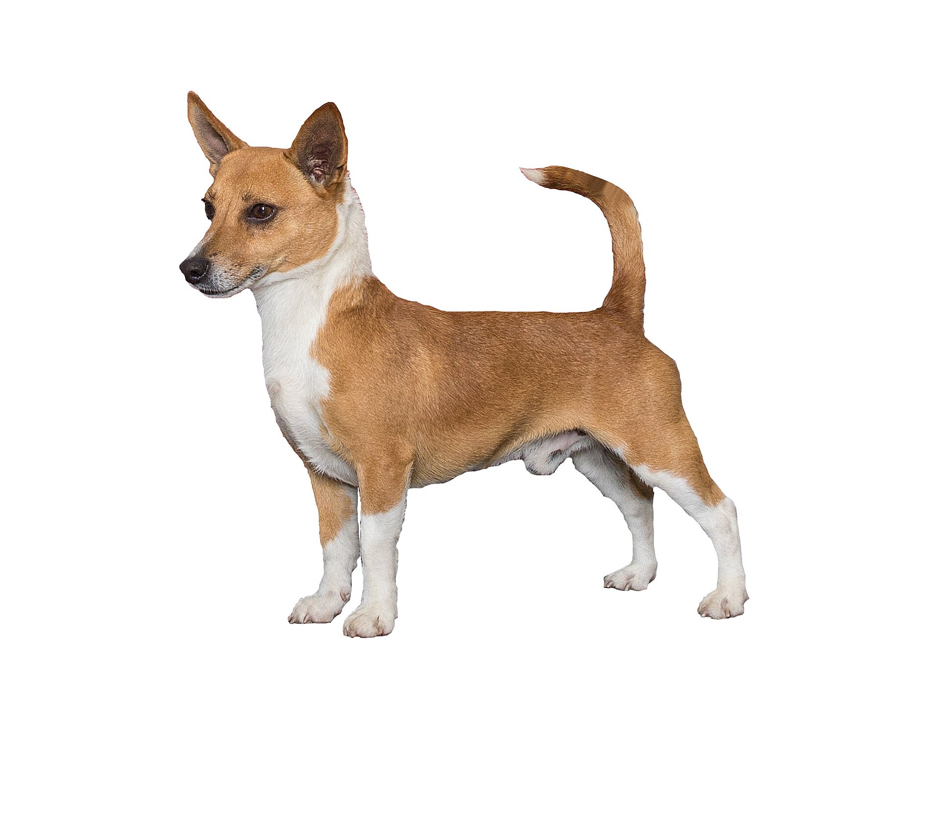 A real smooth-coated Portuguese Podengo Pequeno