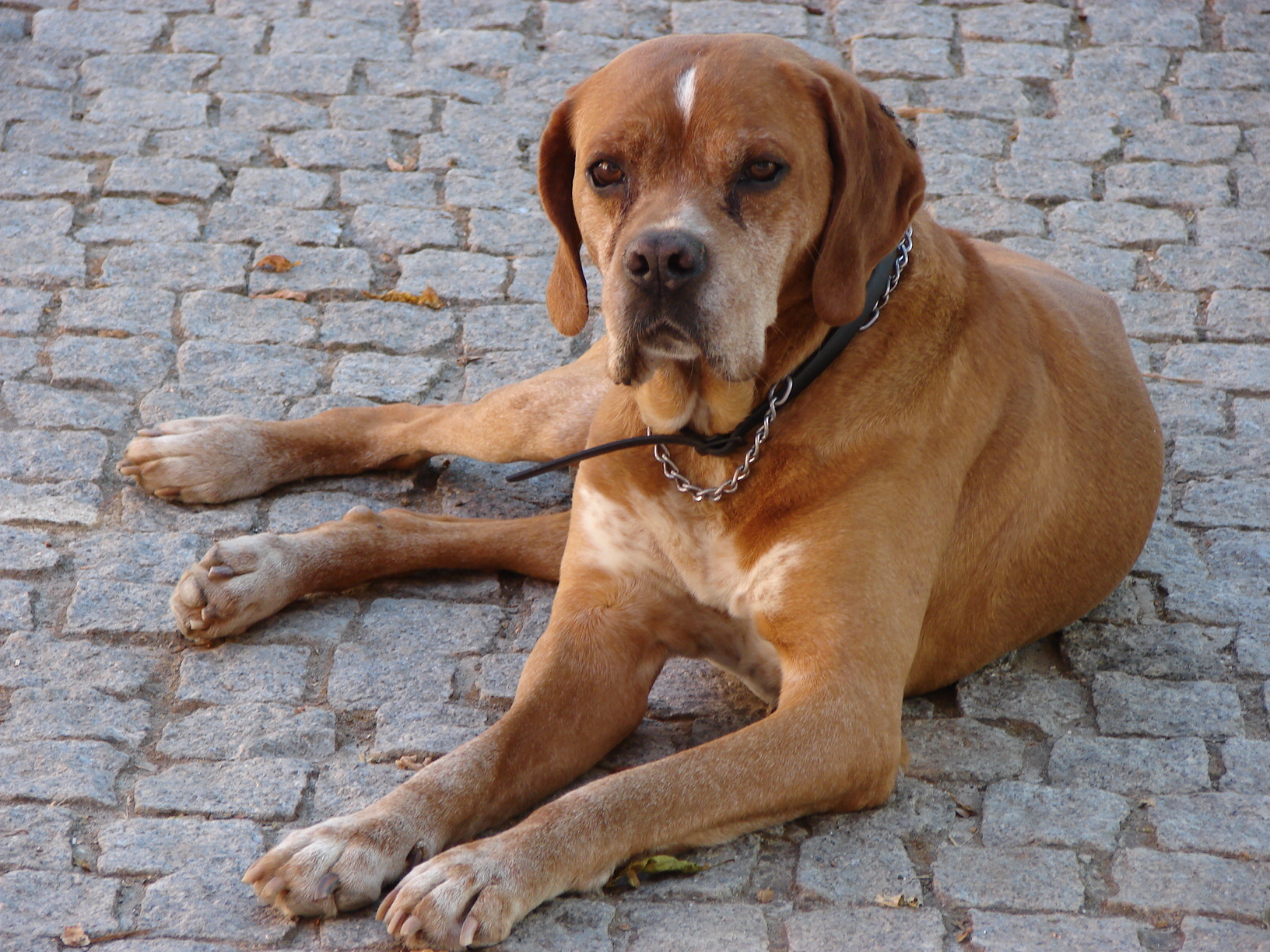 A real Portuguese Pointer