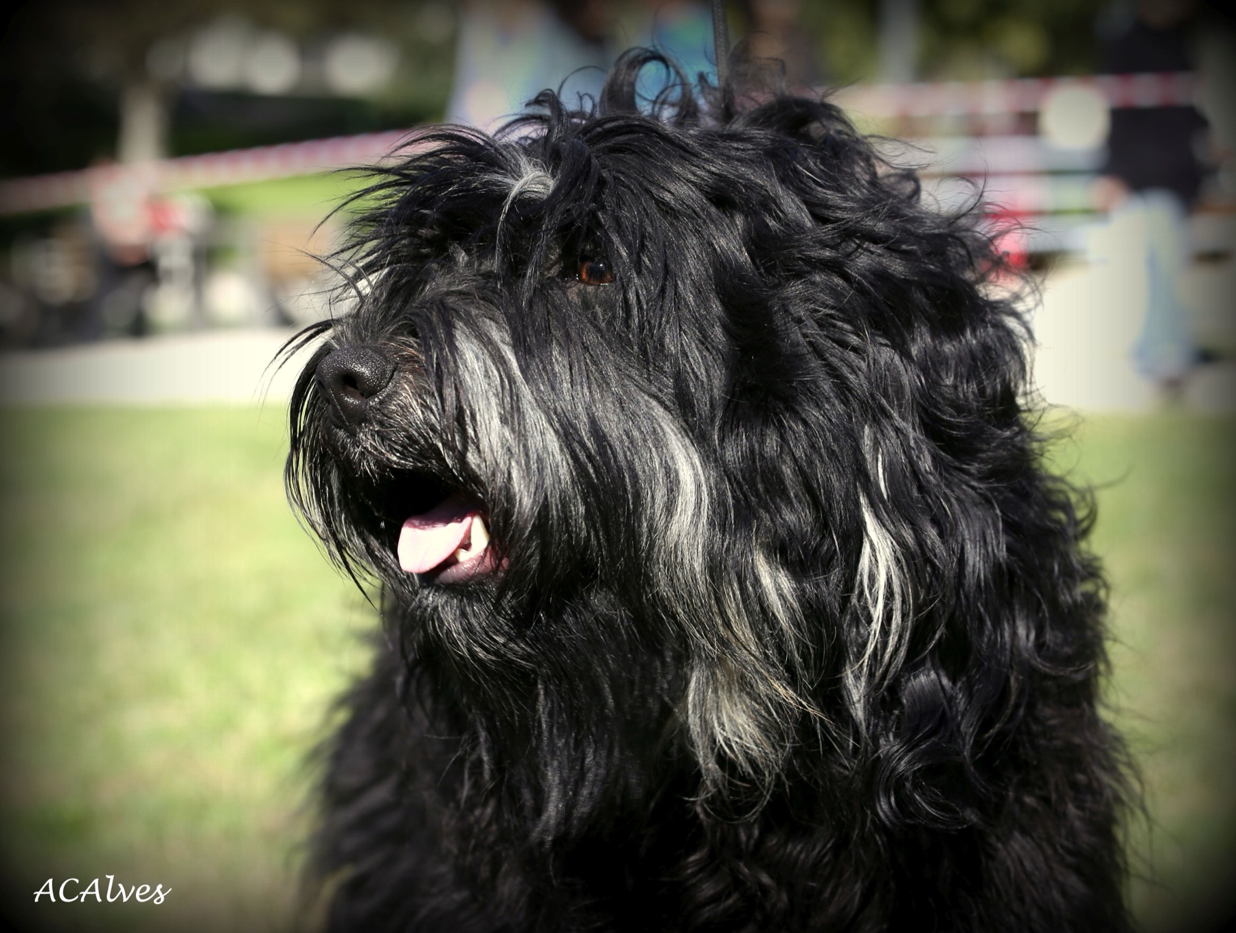 A real Portuguese Sheepdog