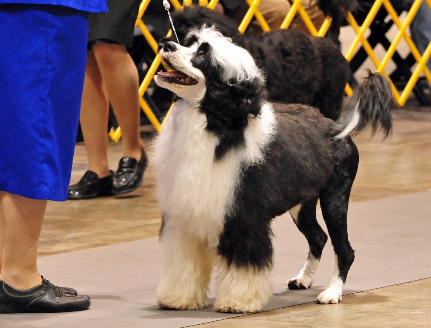 A real Portuguese Water Dog