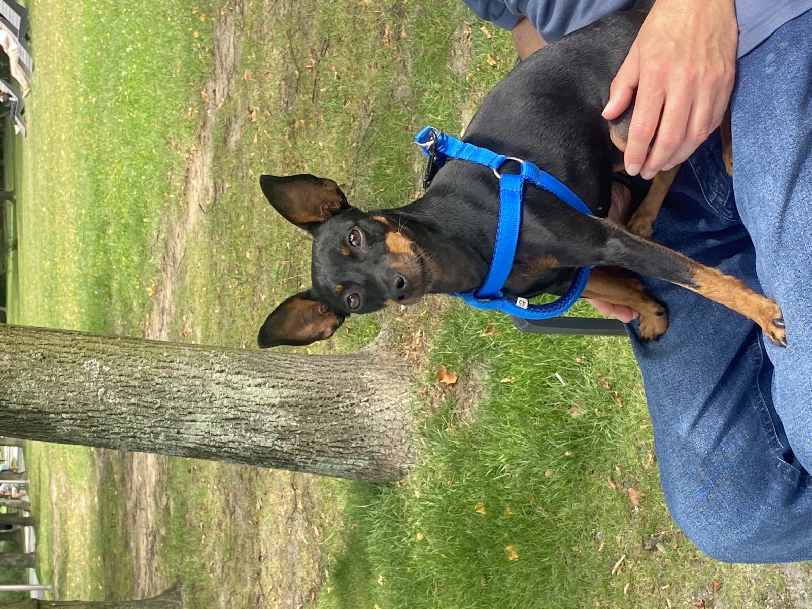 A real black-and-tan Prague Ratter