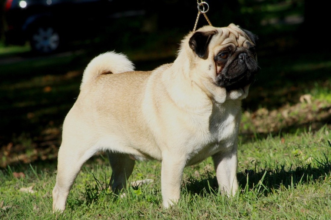 A real Pug