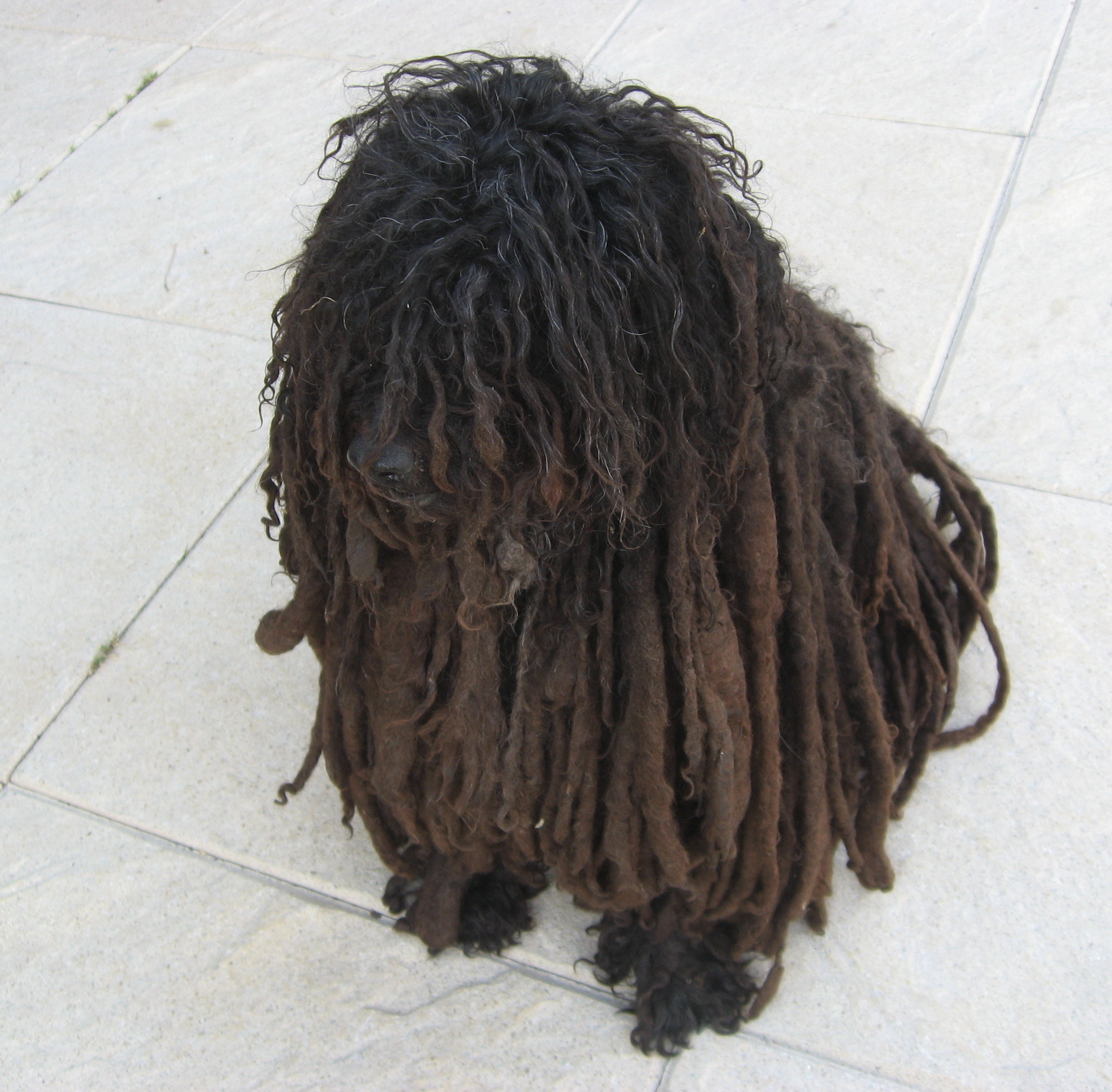 A real Hungarian Puli