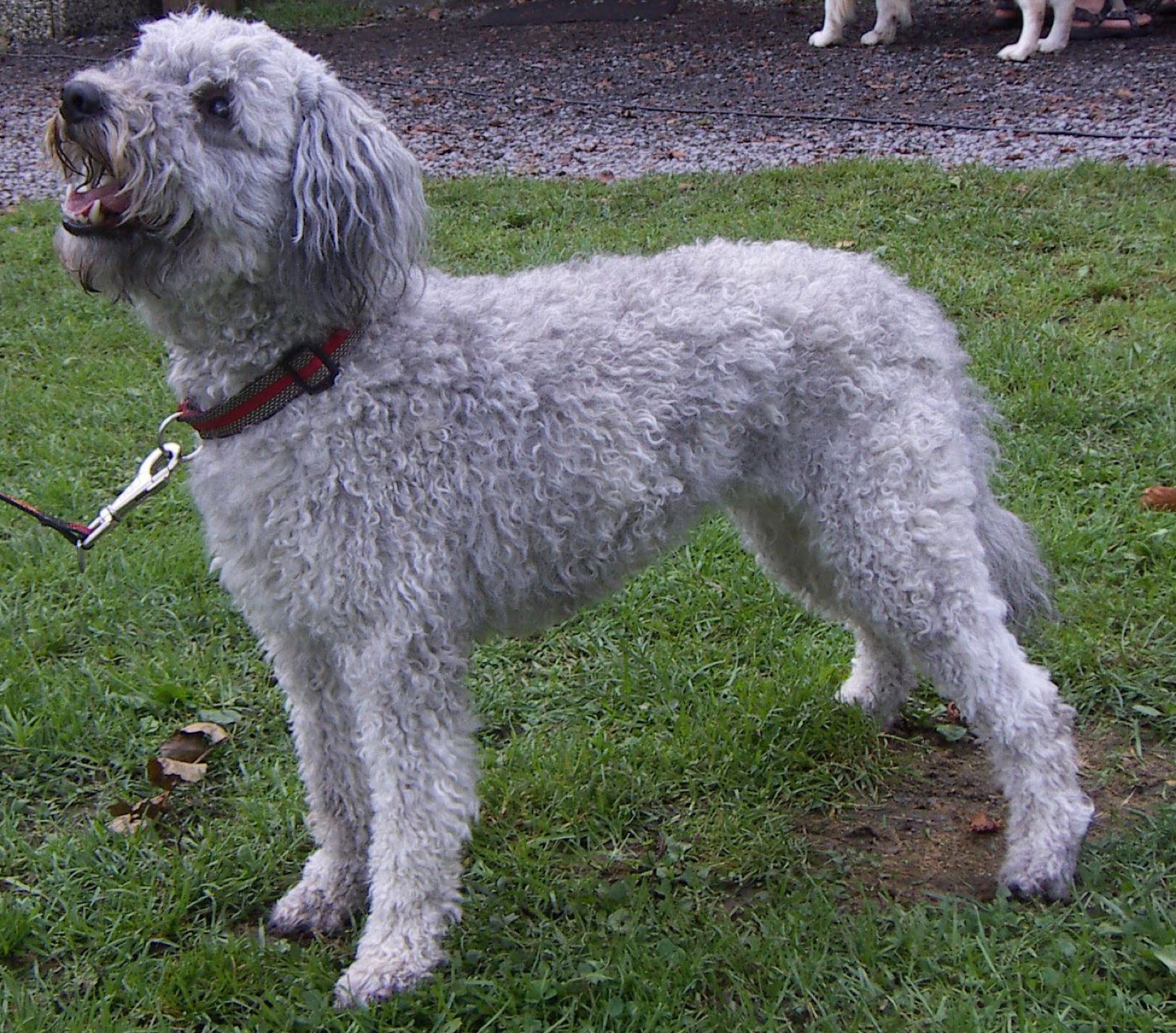 A real grey Pumi