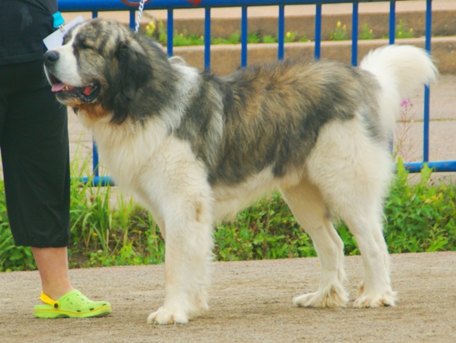 A real Pyrenean Mastiff standing outdoors