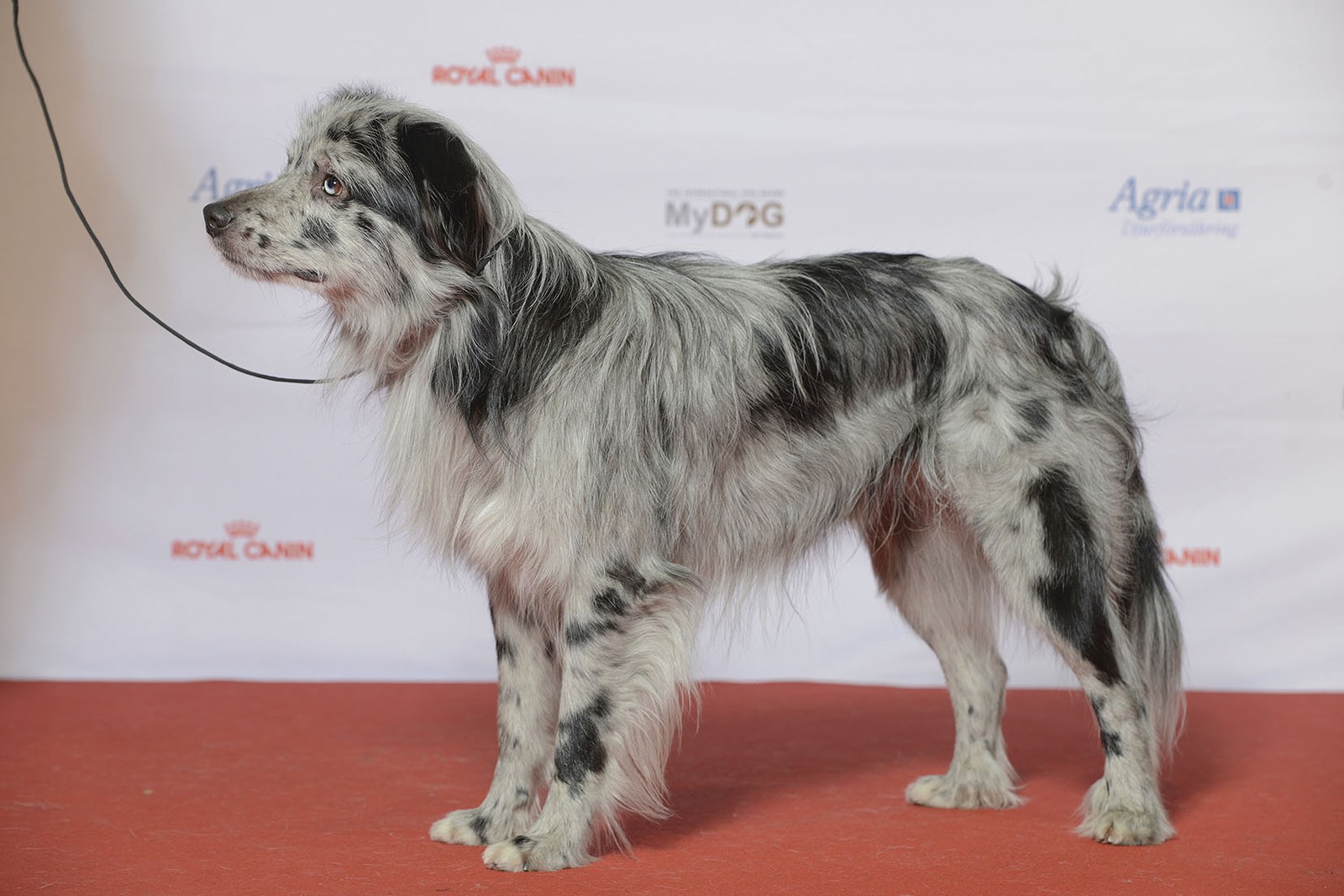 A blue merle Smooth-Faced Pyrenean Sheepdog standing in profile