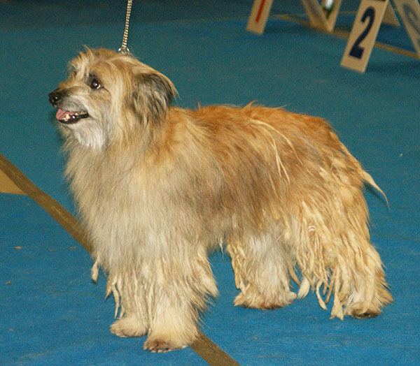 A real long-haired fawn Pyrenean Shepherd