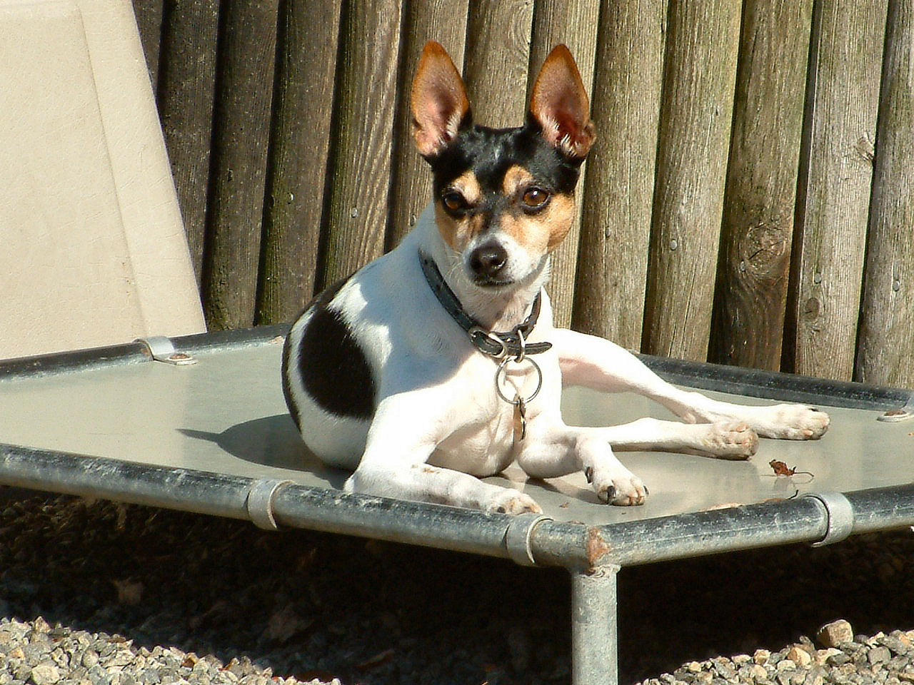A real Rat Terrier