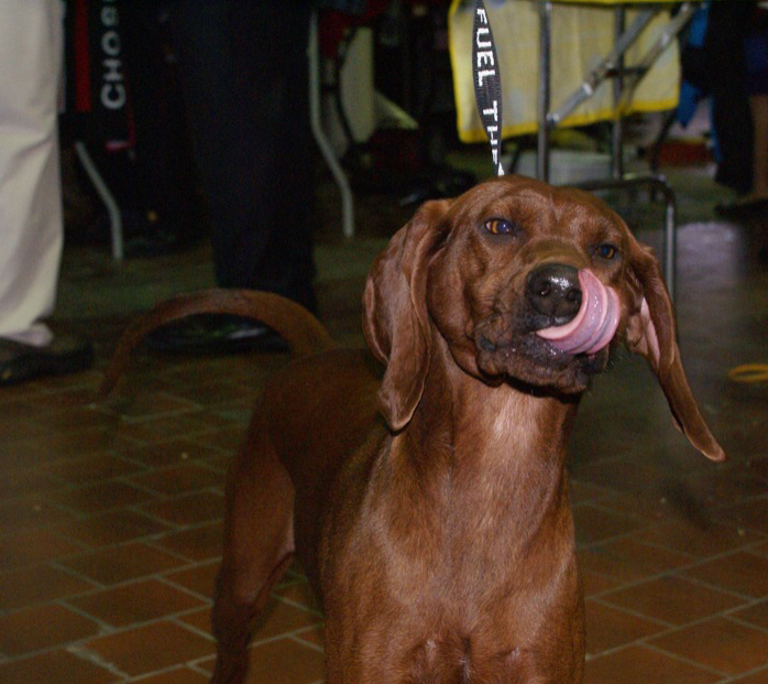 A real Redbone Coonhound at a dog show
