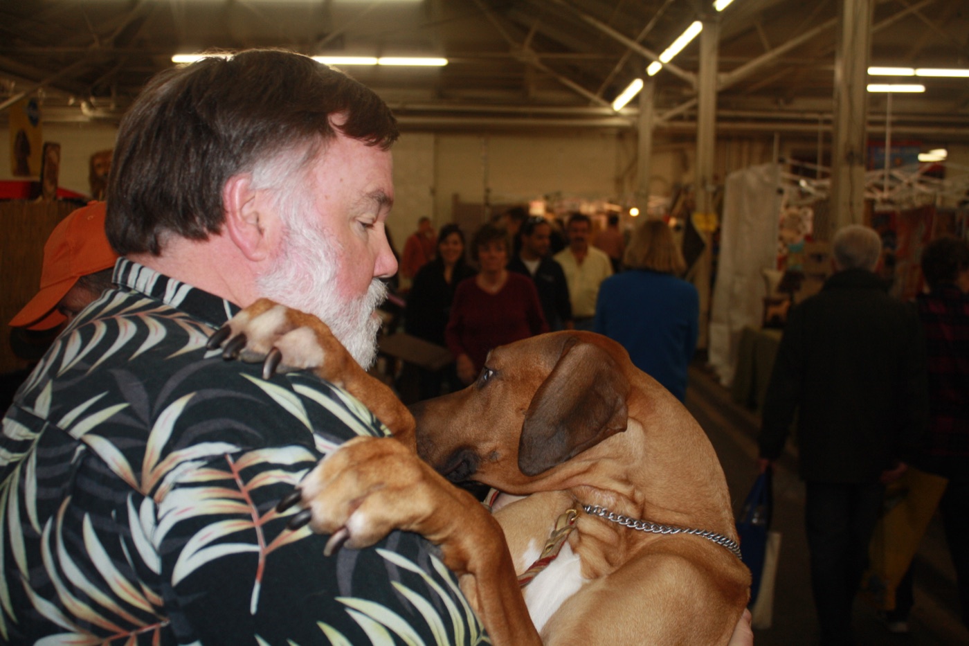 A real Rhodesian Ridgeback