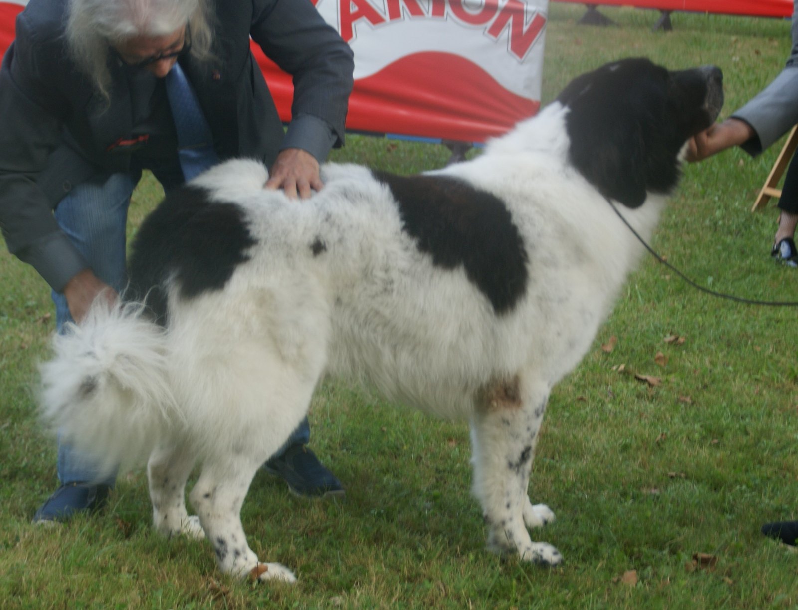 A real white-and-black Romanian Bucovina Shepherd standing outdoors