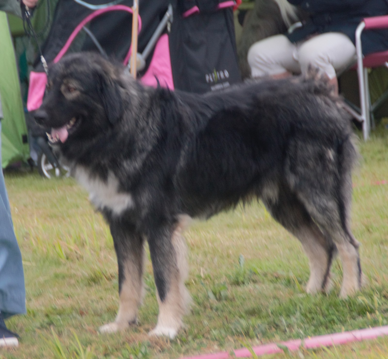 A real wolf-grey Romanian Carpathian Shepherd Dog