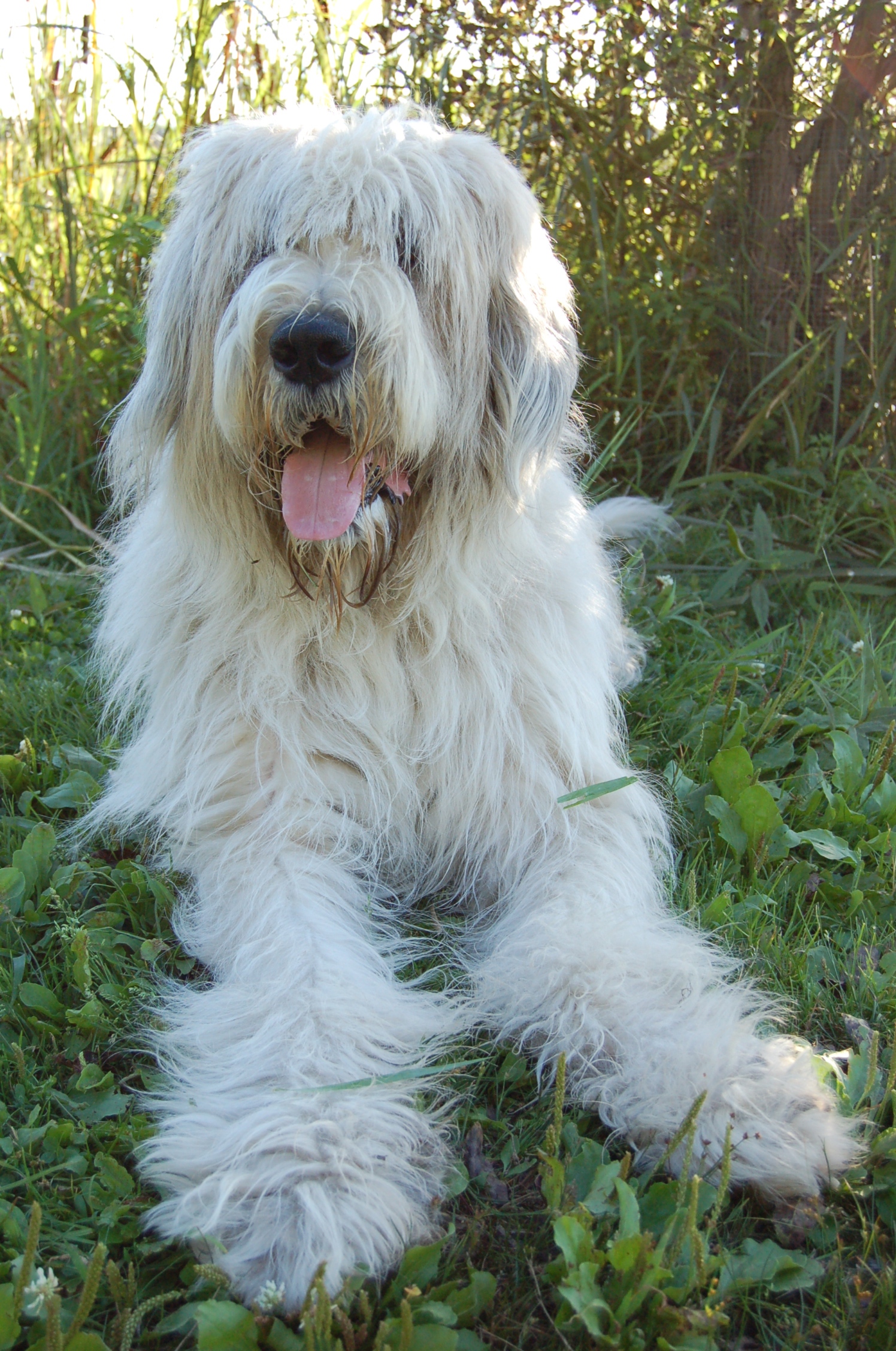 A real Romanian Mioritic Shepherd Dog
