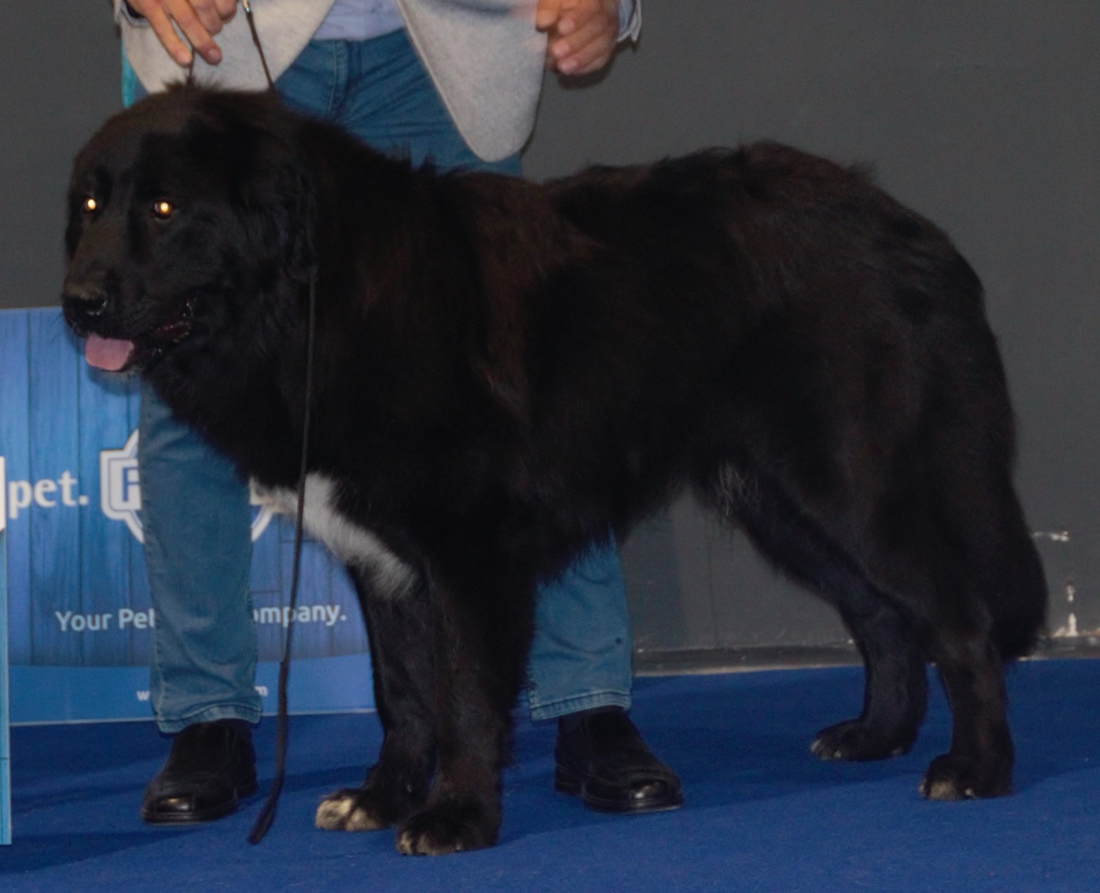 A real black Romanian Raven Shepherd Dog