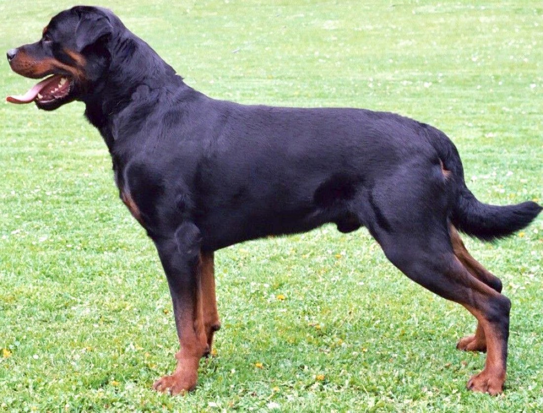 A real Rottweiler