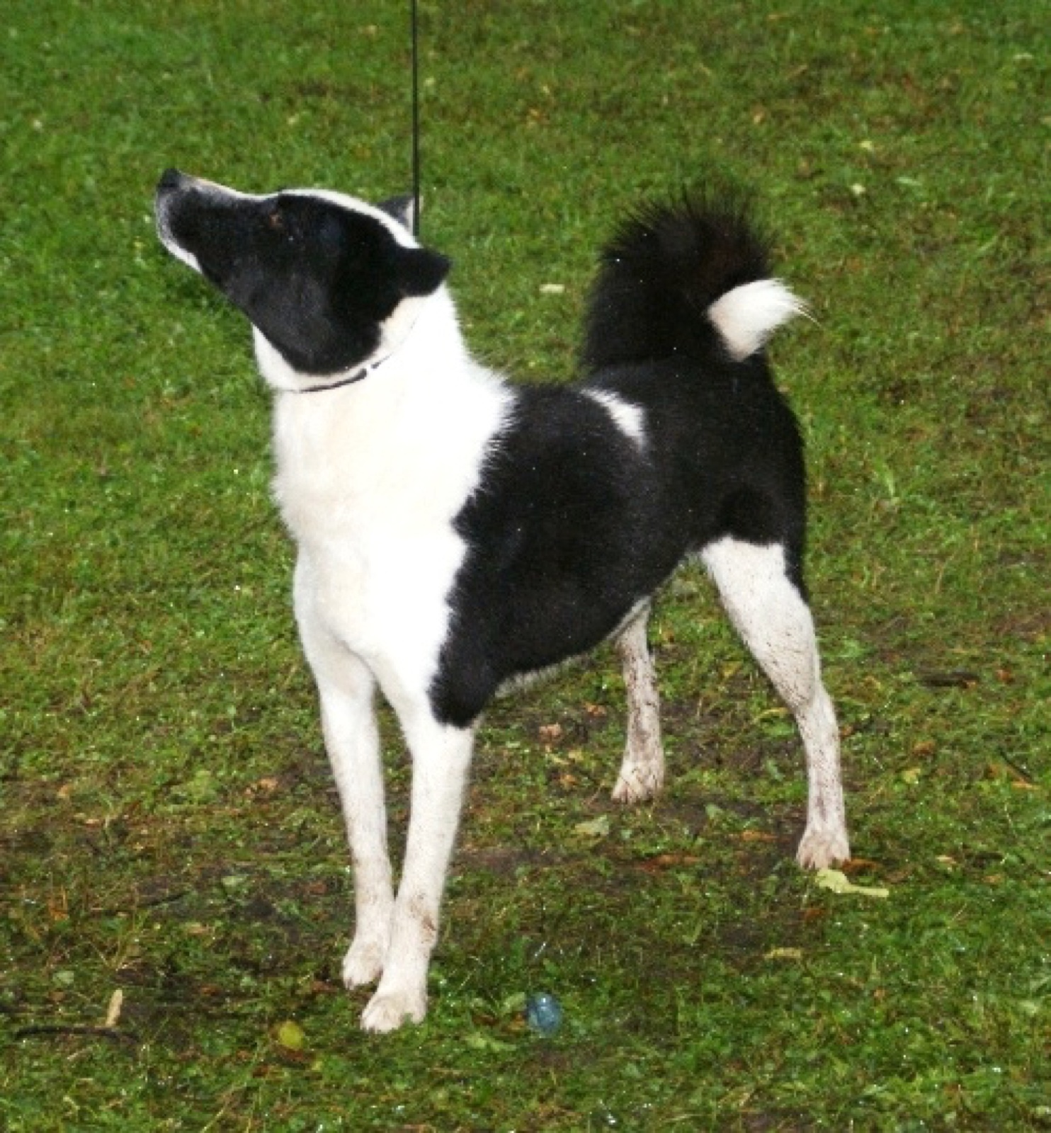 A real black-and-white Russian-European Laika