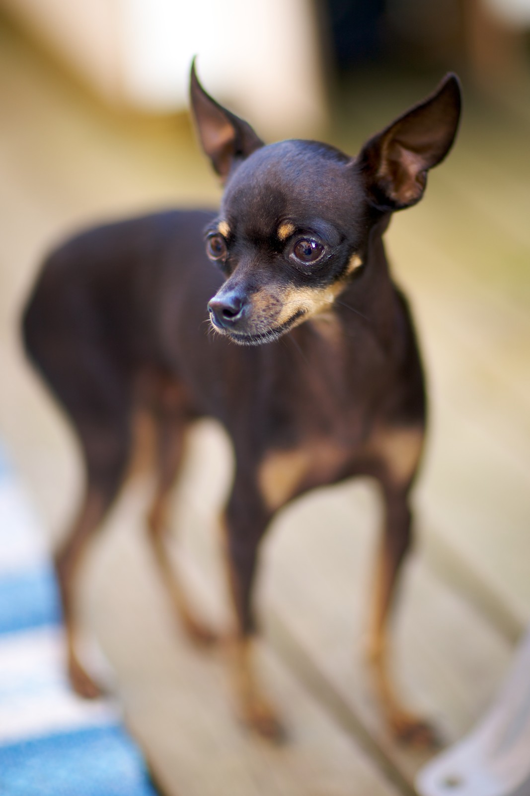 A black-and-tan Russian Toy standing indoors