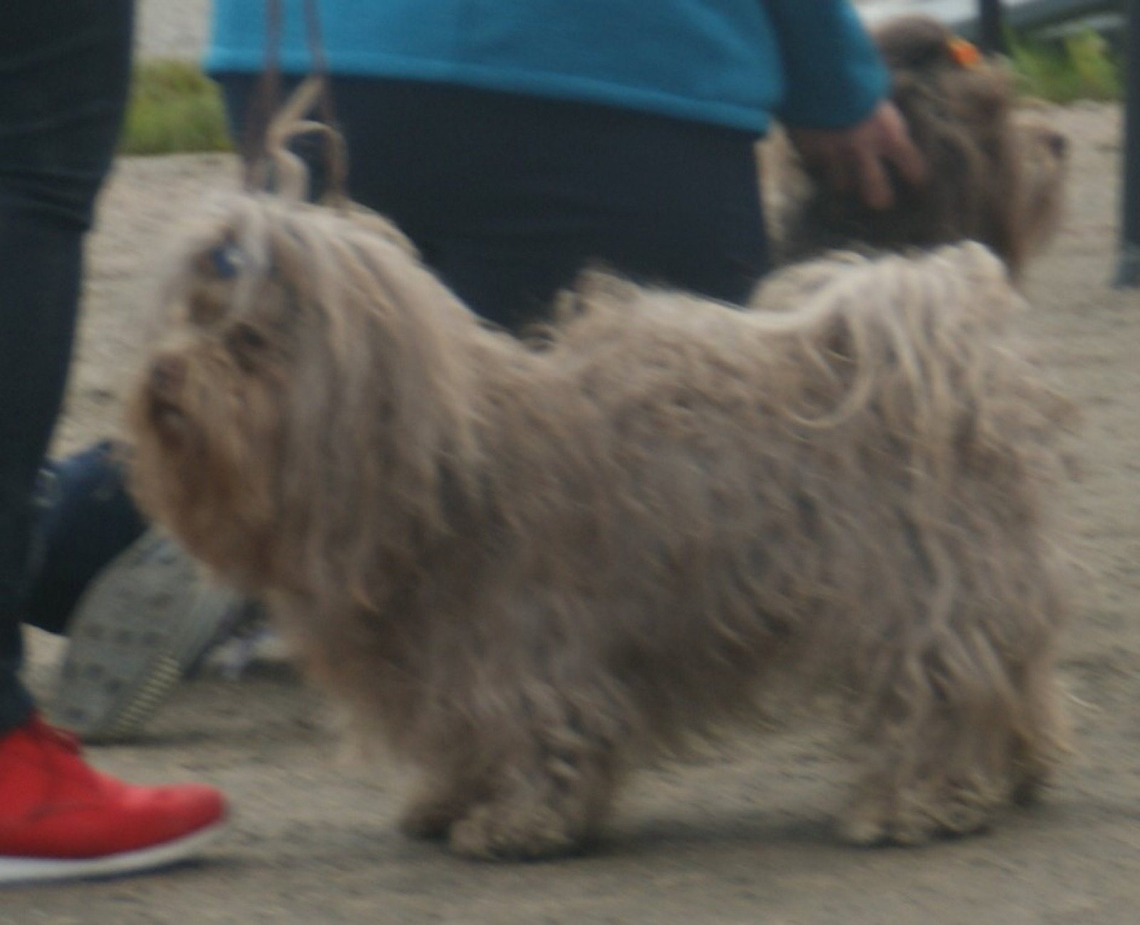 A real brown Russian Tsvetnaya Bolonka