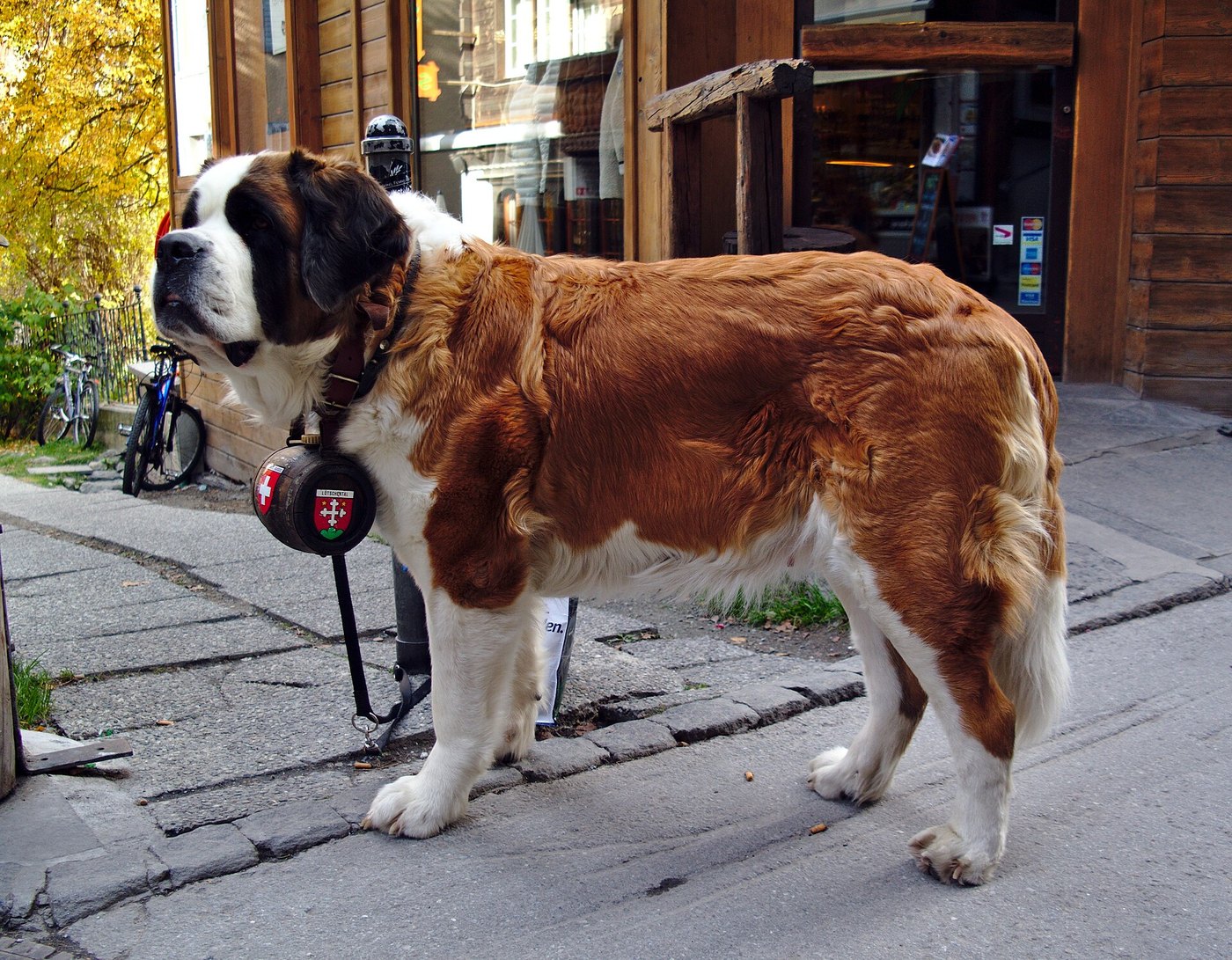 A real Saint Bernard