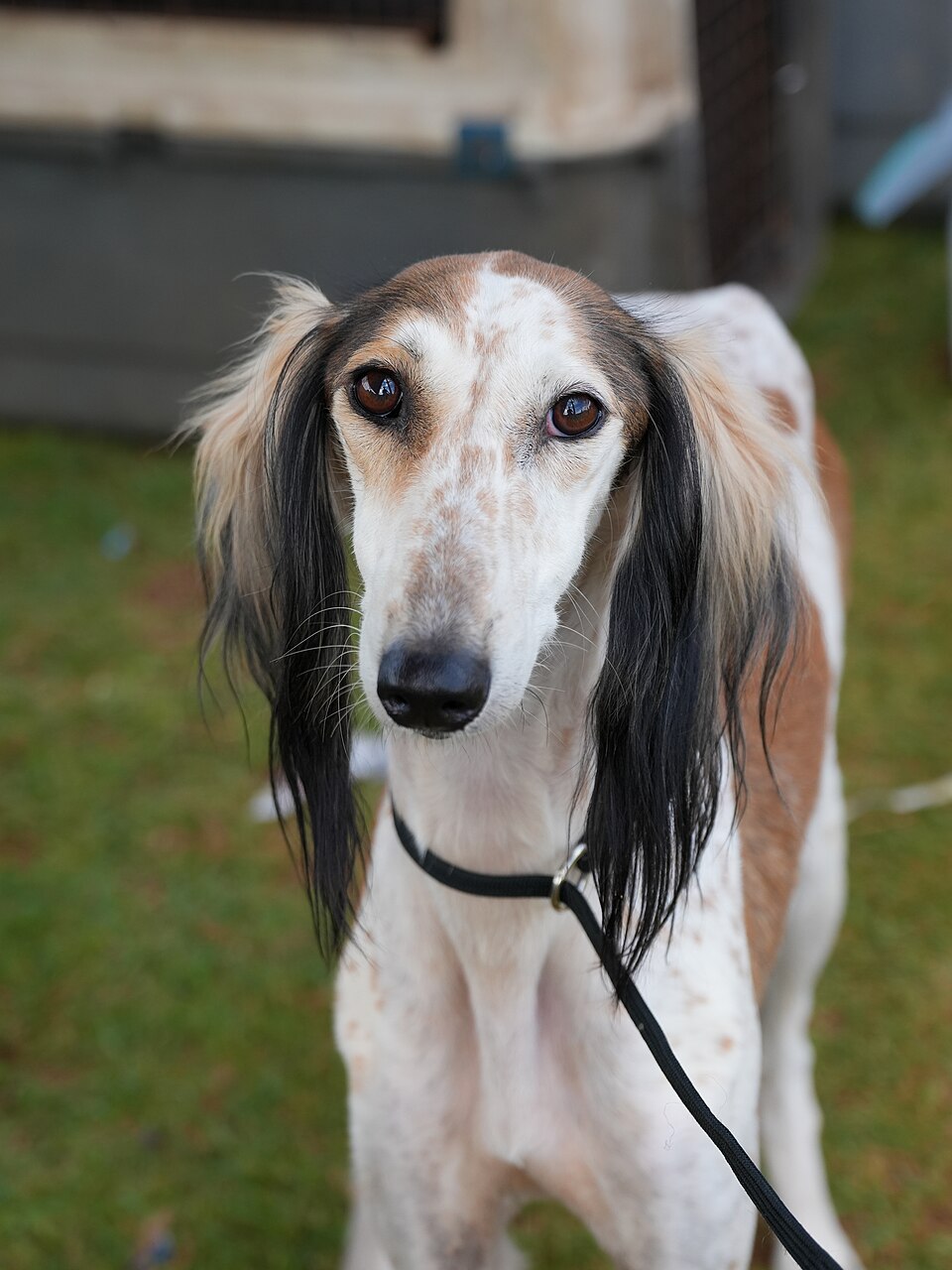 A real Saluki at a dog show