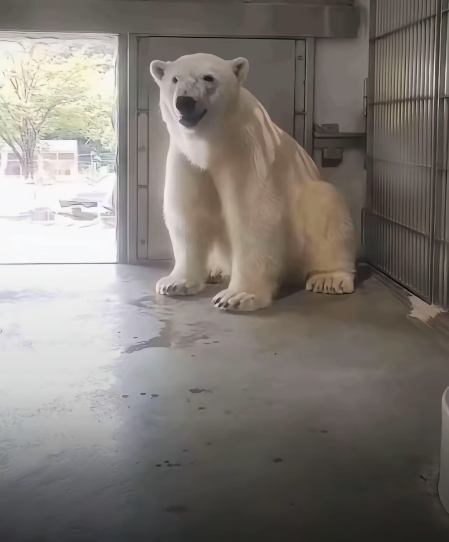 A real white Samoyed