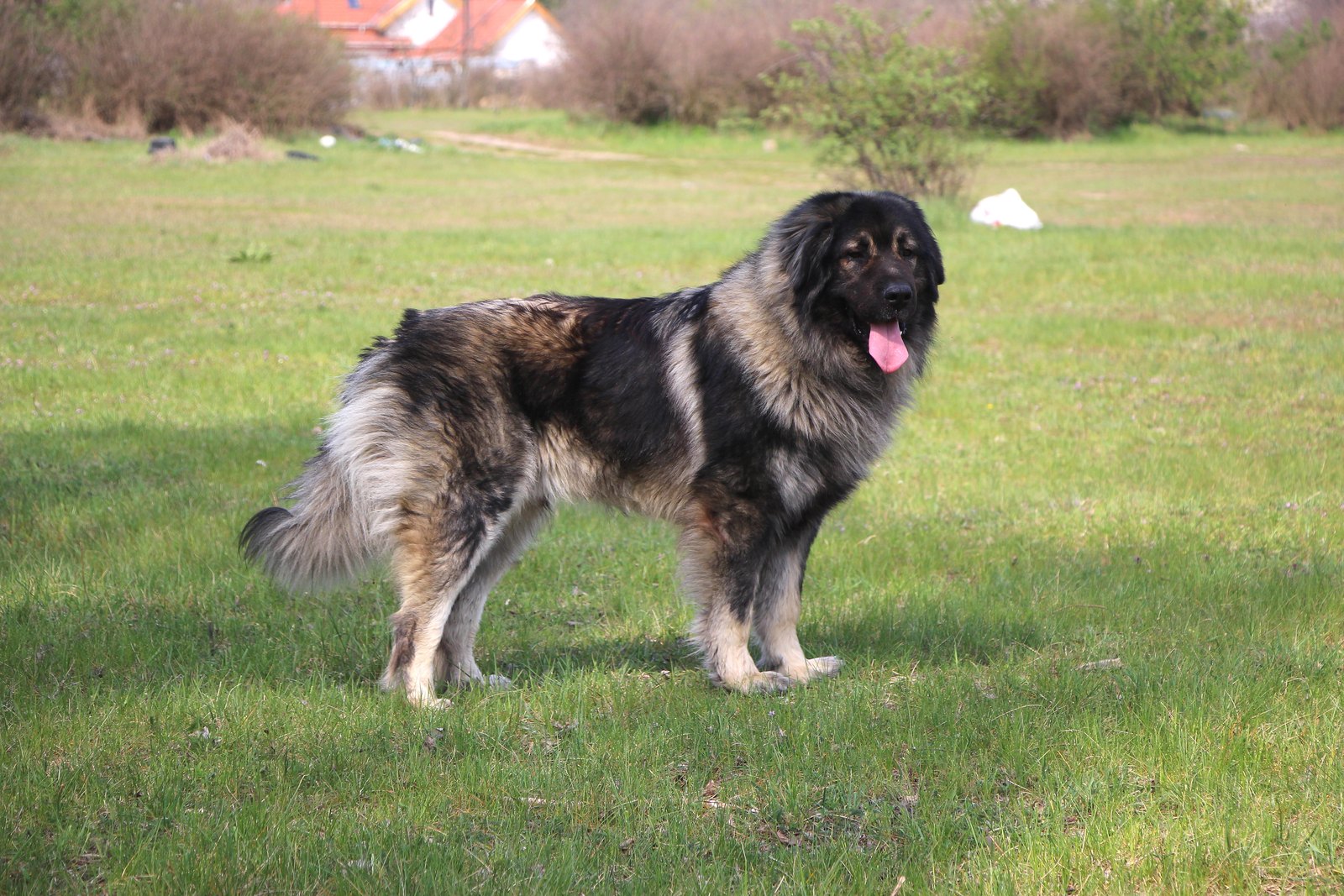 A real grey Sarplaninac standing outdoors