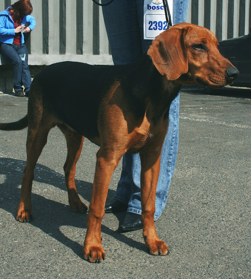A real tan-and-black Schillerstövare standing at a dog show