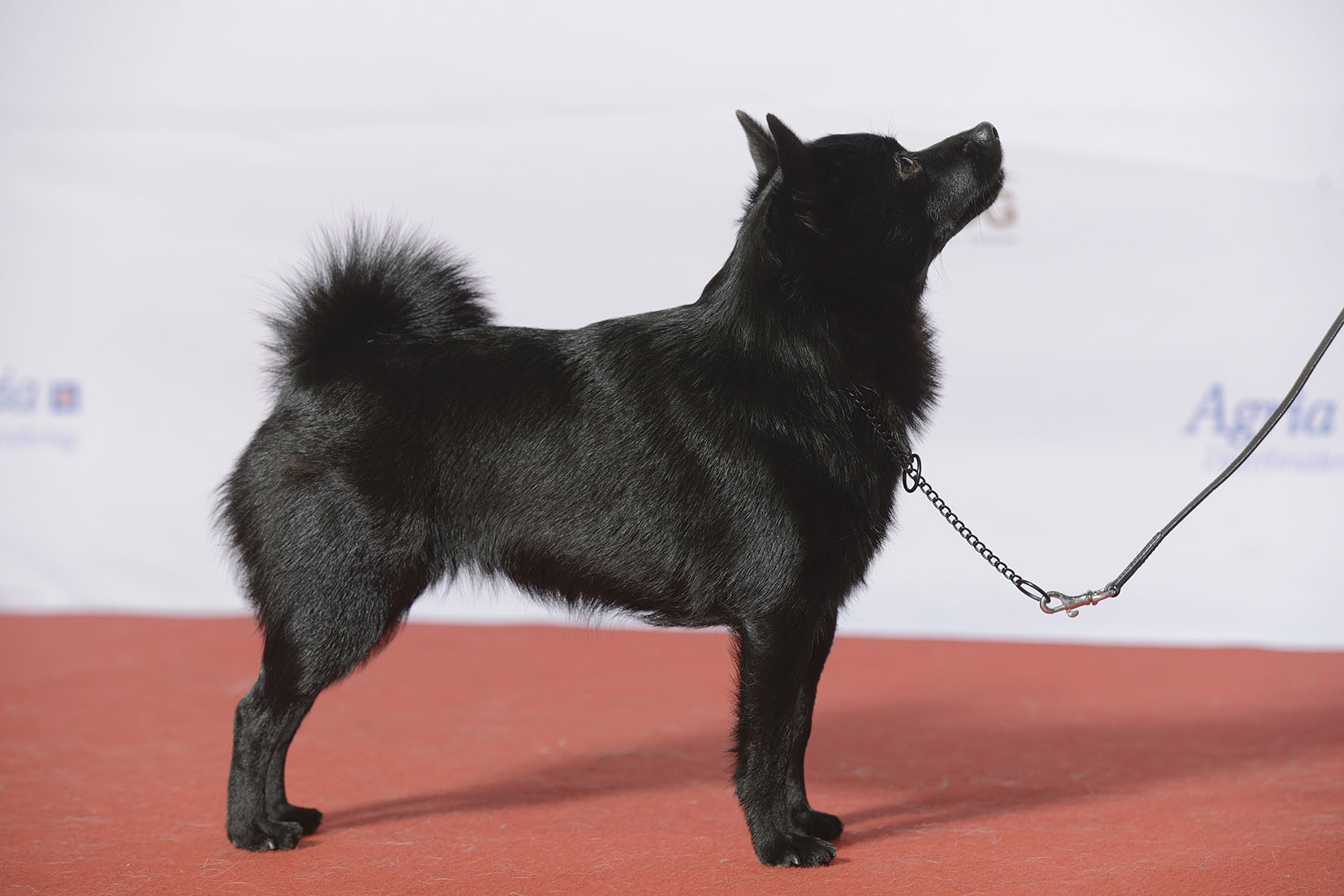 A real Schipperke