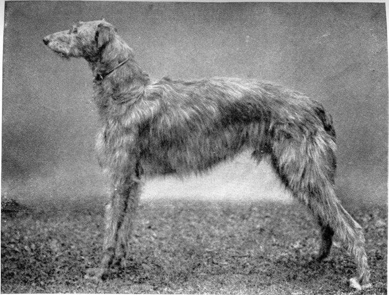 A real Scottish Deerhound