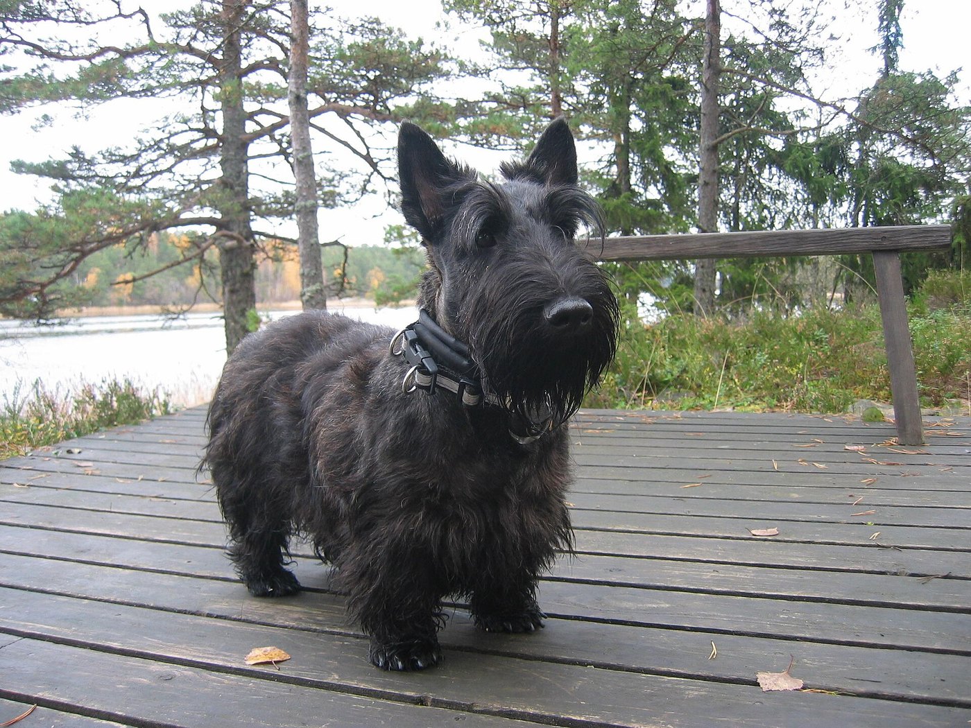 A real Scottish Terrier