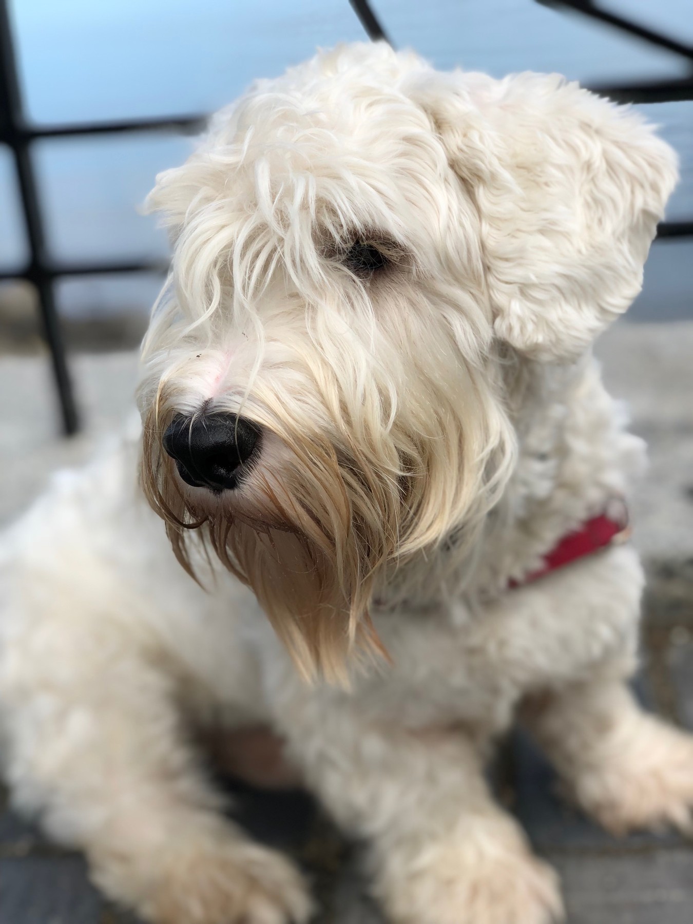 A real adult Sealyham Terrier