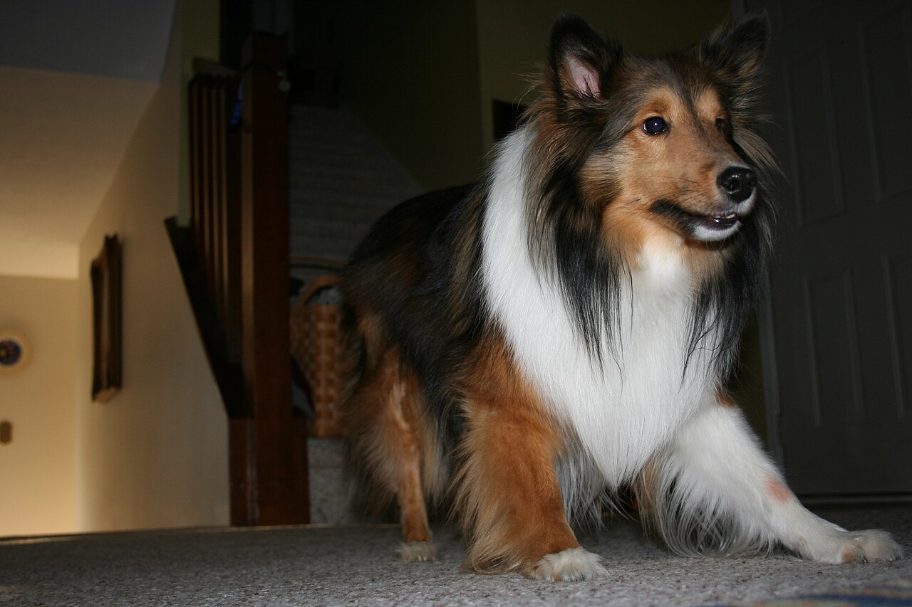 A real Shetland Sheepdog outdoors